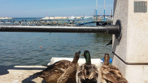 La storia di Michele e delle sue anatre, che abitano da tre anni il porto di Santo Spirito